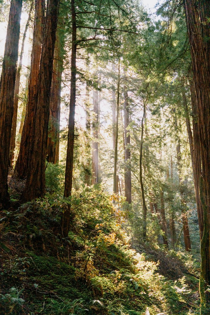 KXU 20240615 MtTam 005